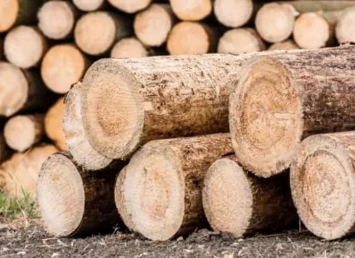 多样化的用途：杨木在各个领域的应用