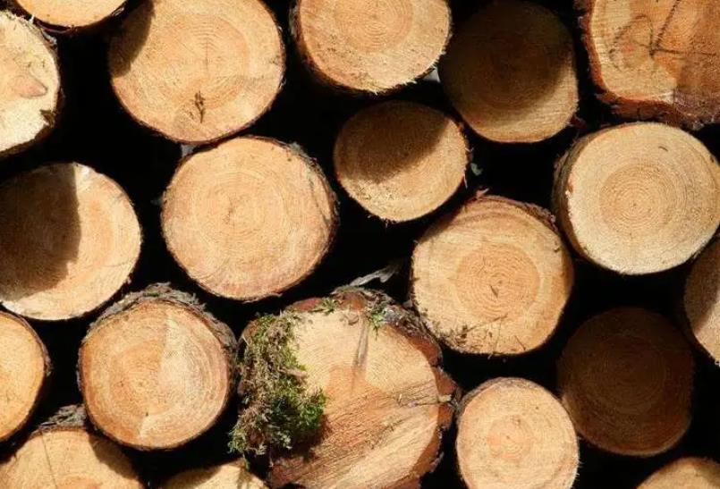 多样化的用途：杨木在各个领域的应用