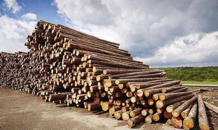 2023年8月份临沂杨木价格走势分析